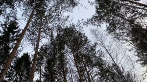 Хвойный лес