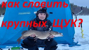 как на кольском поймать крупную щуку