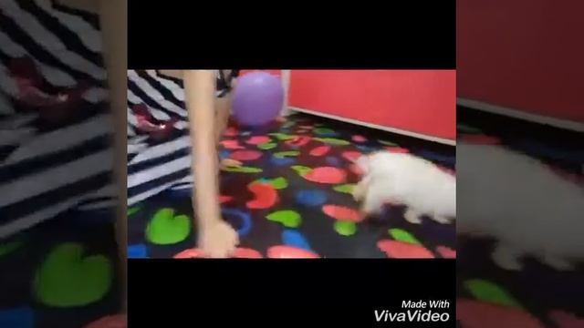 Без смысленое видео. Мой кролик смотреть онлайн