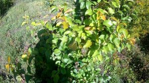 Прививка груши осенью №-2  24. 08. 22г  прививочным секатором с Али Экспресс  ОЧЕНЬ КЛАССНО !!!