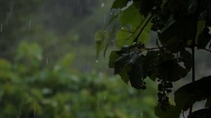 Bruit de Pluie douce pour Dormir Sons de la Pluie Relaxante sans Tonnerre, background zen |1 heure