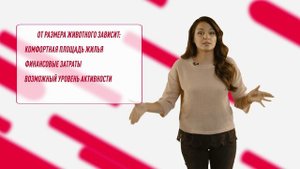 Видеоурок. Продукты Royal Canin для собак с учетом их размера
