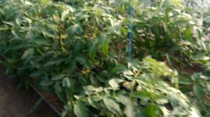 Томат гравитет месяц от высадки