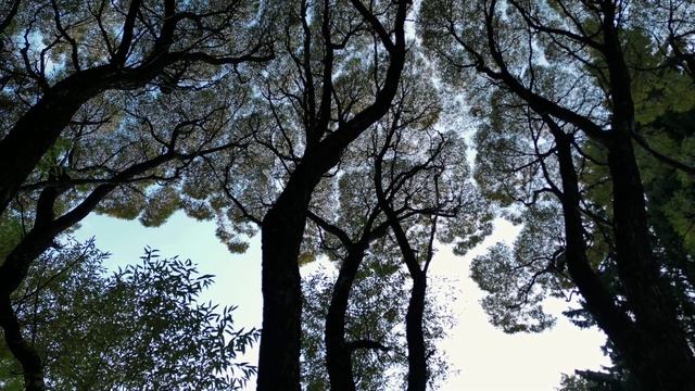 Золотая осень в Ботаническом саду Академгородок