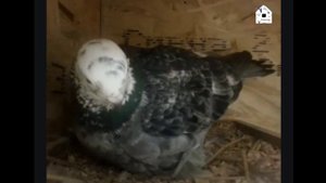 Выпуск 1. Видео из гнезда голубей.