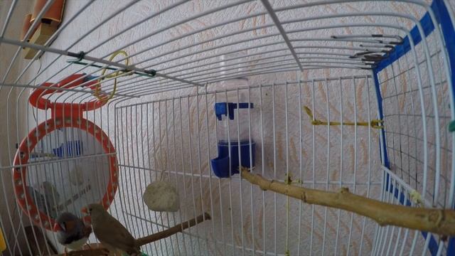 Зебровые амадины - 7 серия смотреть онлайн