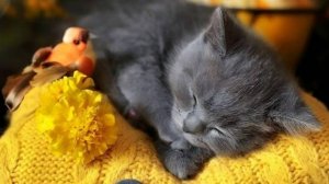 Добрый Вечер - Пусть этот вечер подарит Вам моменты тепла и уюта