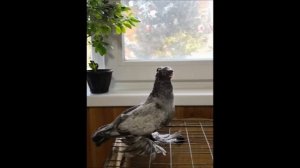 Бойные голуби. г. Канск, Красноярский край.