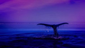 Под водой с поющими китами для сна и релаксации
