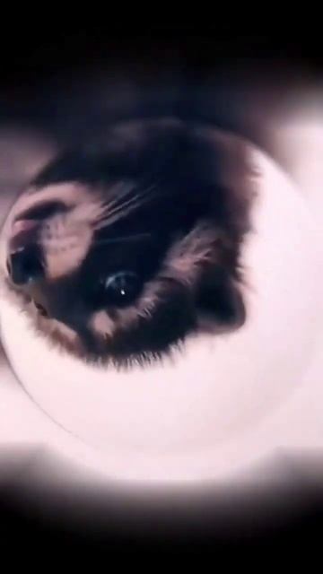 Енот танцует Pedro (Techno) #niteip #shorts #memes смотреть онлайн