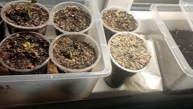 Эводия премьерная заствка всходы. смотреть онлайн