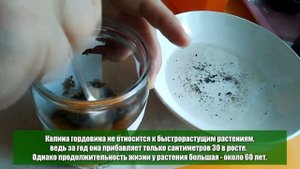 Калина гордовина - размножение семенами двухэтапная стратификация в грунте