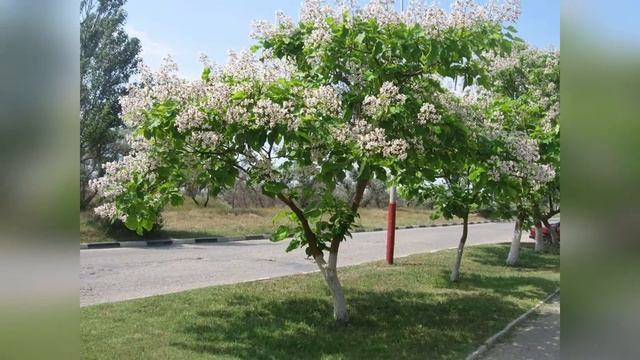 трейлер катальпа смотреть онлайн