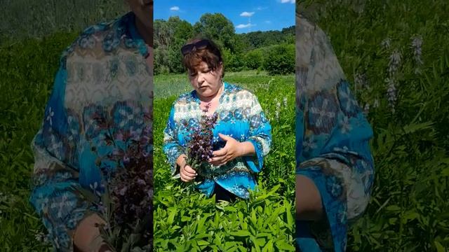 Знайомтесь: шавлія лікарська@7777borch.fito. смотреть онлайн