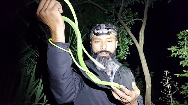 Very long snake. Dangerous and venomous...naaah! semi-veomous. смотреть онлайн