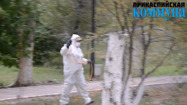В Атырау ликвидируют насекомых вредителей