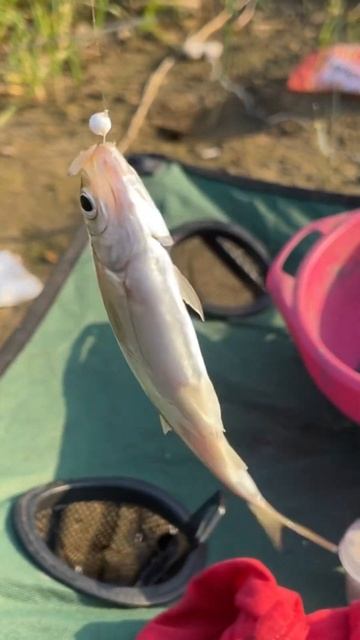 Самая лучшая наживка на уклейку осенью уклейка ловляуклейки уклейканаживка рыбалкакстово