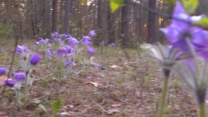 Урок 2.3 выполнено в Премьере