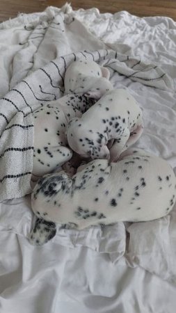 щенки далматина #питомник #питомниксобак #питомникдалматинов #dalmatianpuppy #dalmatians #щенки