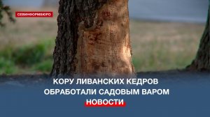 Кору ливанских кедров у администрации Гагаринского района обработали садовым варом