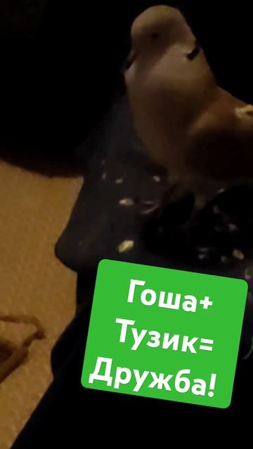 Гоша и Тузик смотреть онлайн