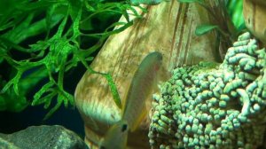 Элеотрис ковровый (подростки)