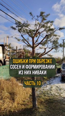 Ошибки при обрезке сосен и формировании из них ниваки. Часть 10