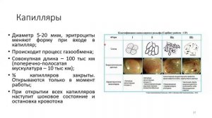 19 Ангиология