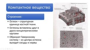 4 костная ткань