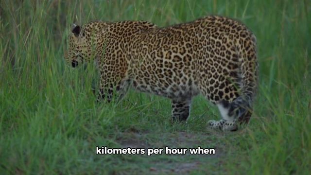Amazing Facts About Leopard 🐆 смотреть онлайн