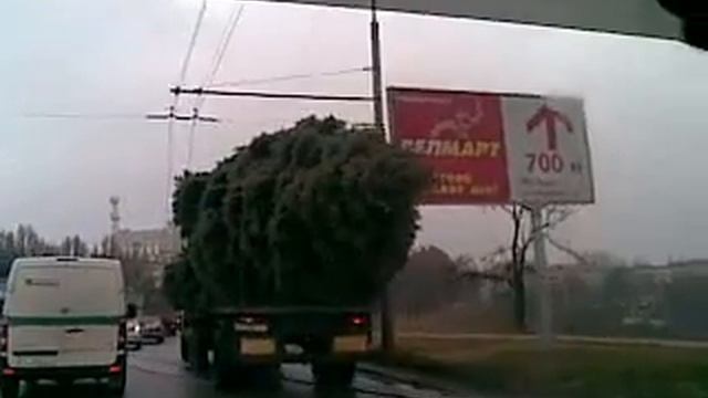 Большая елка с корнями