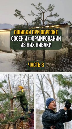 Ошибки при обрезке сосен и формировании из них ниваки. Часть 8