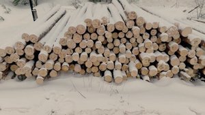 Зимний лес: преимущества строительства из зимней древесины, заготовка материала