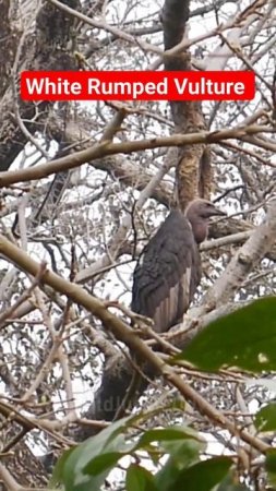 White Rumped Vulture 🦅 Jim Corbett National Park #shorts #vultures #viral #trending #jungle #rare