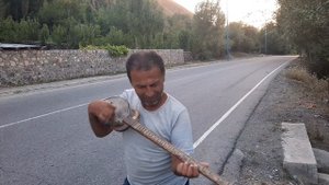 АББОСИ РЕВАДИ- ПАДАР