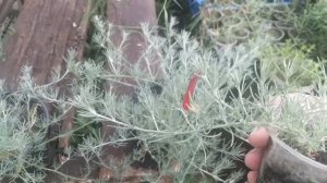 Лотус макулатус показал цветочек!!!!!