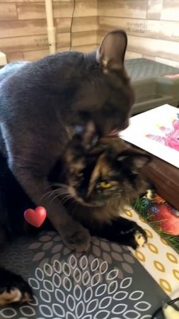 чёрная кошка себе на уме