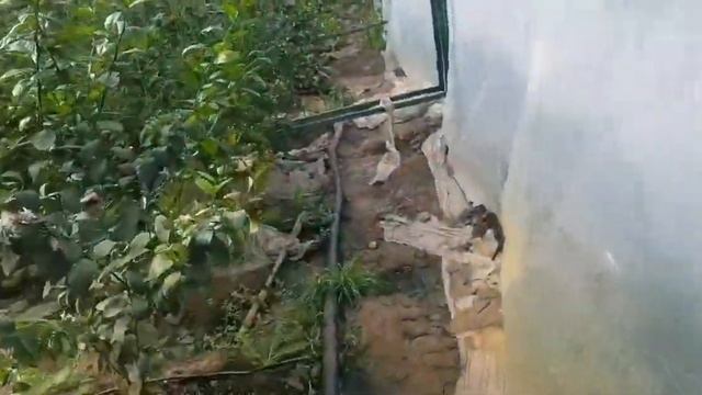 Даромади гармхона дар як сезон смотреть онлайн