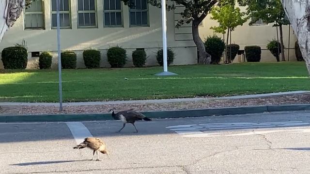 Peacocks vs Coyote (But It's Too Dang Hot) смотреть онлайн