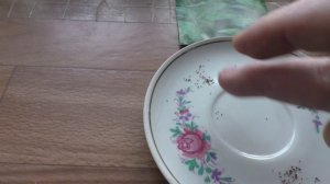 Посев табака на рассаду