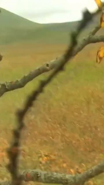 Ralph Cianciarulo’s Alaskan Brown Bear Hunt (TC-2007) #hunting #bearhunting #bears смотреть онлайн