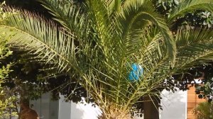 Тунис сентябрь 2019 отель  Saphir palace Хаммамет