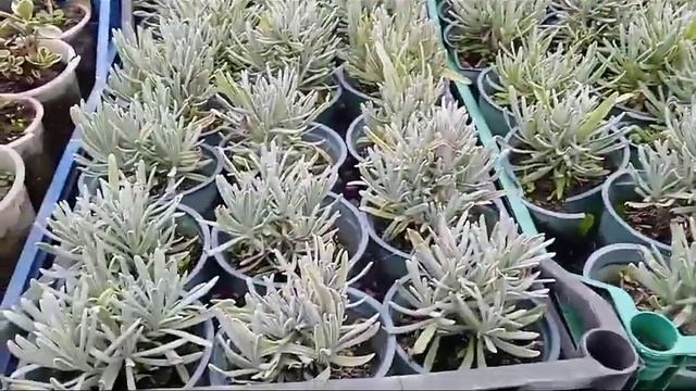 Лаванда "Platinum Blond"как сохранить зимой в теплице и дома. Основные правила!