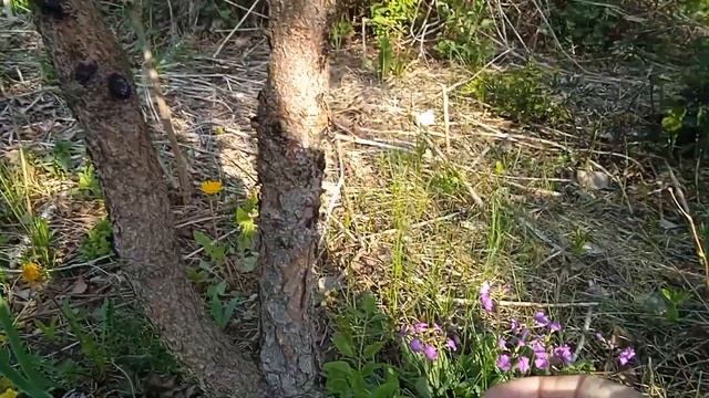 КРАСНОЛИСТНАЯ ЯБЛОНЬКА В ЦВЕТУ.!! смотреть онлайн