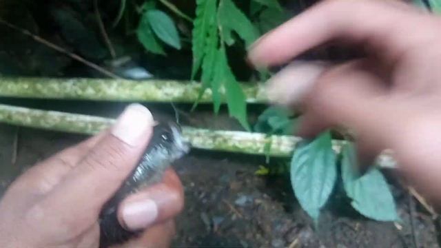 PANEN IKAN CANNA LIMBATA DI SPOT MANCING YANG TERLUPAKAN 😱