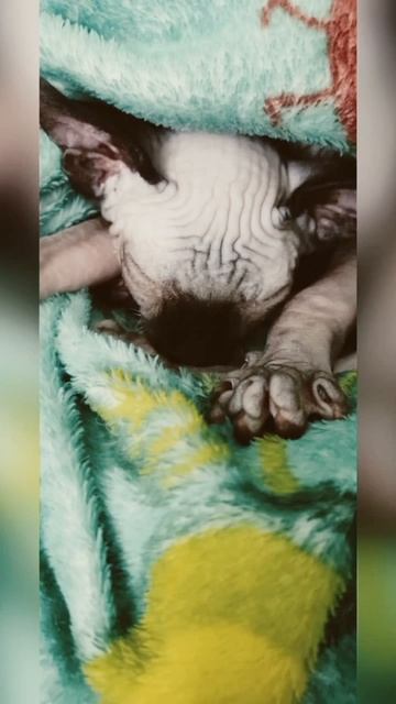 26 апреля 2022 г. смотреть онлайн