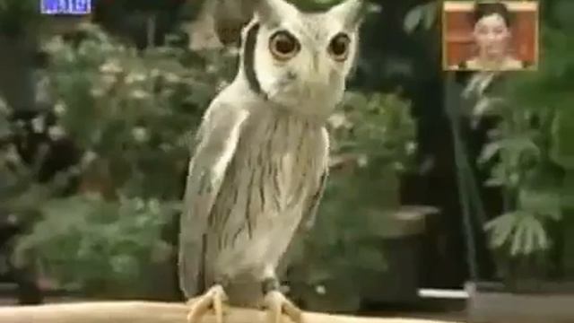 Сова трансформер.mp4 смотреть онлайн