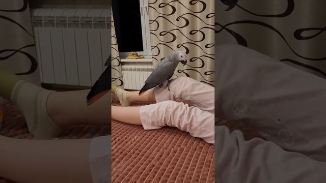 Пока ДЖОКЕР - ЖАКО ГУЛЯЕТ по квартире, ЛИМОН СПАСАЕТ ДРУГА! смотреть онлайн