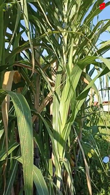 Sugarcane Plant / saccharum officinarum #shorts #plants #sugarcane