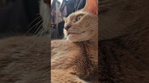 Милая песня про котика. Мы с хозяином написали стишок, а искусственный интеллект сделал нам песню
